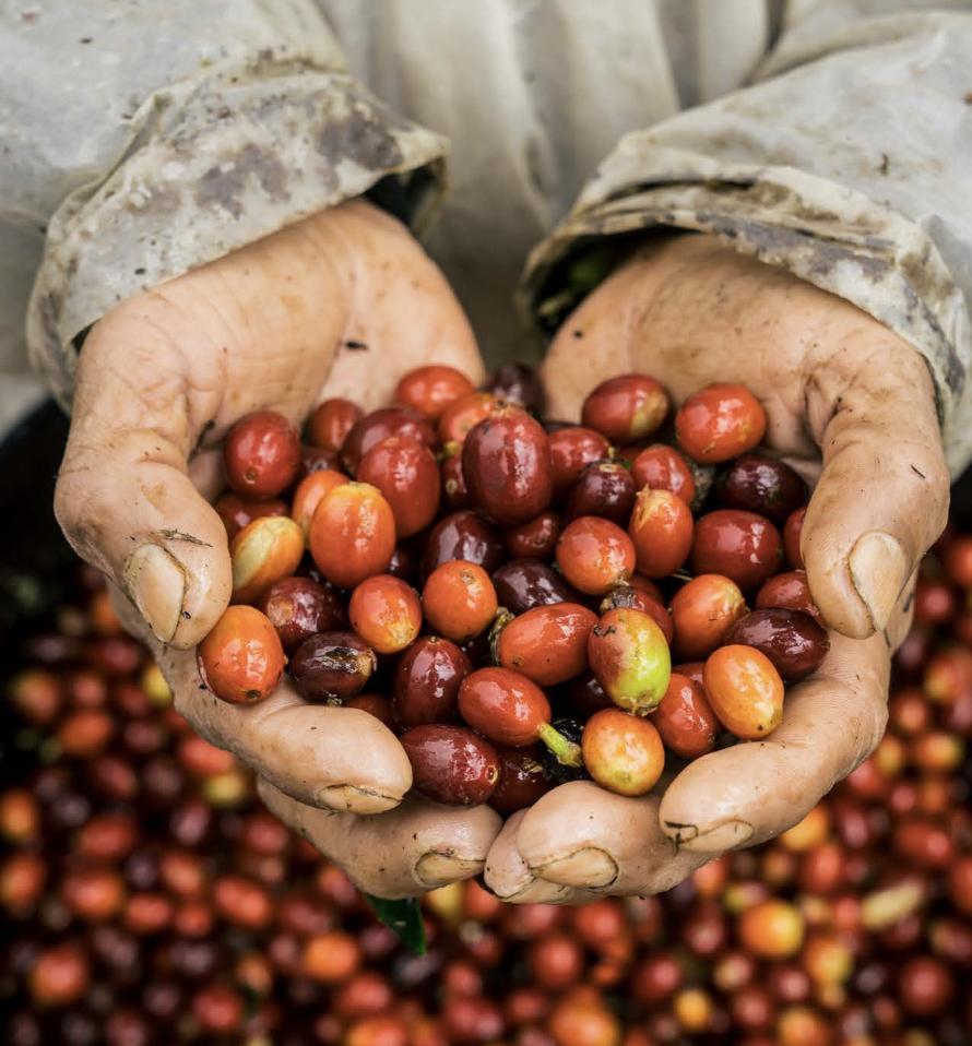 Specialty / Single Origin & Commercial